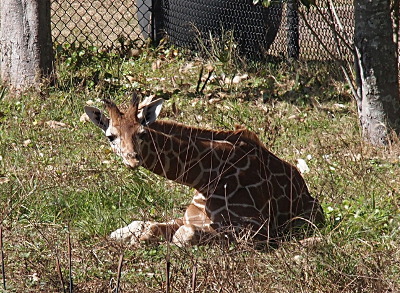 [One small giraffe sits in the grass and has its head down as it appears to be checking out something behind the camera.]